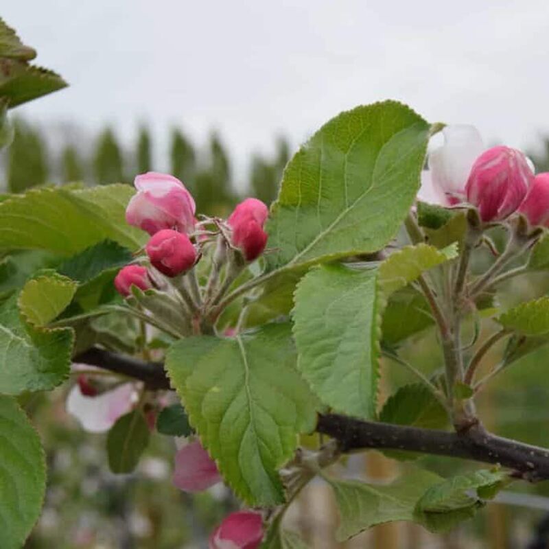 Malus domestica 'Cox's Orange Pippin' (D) 150-175 cm